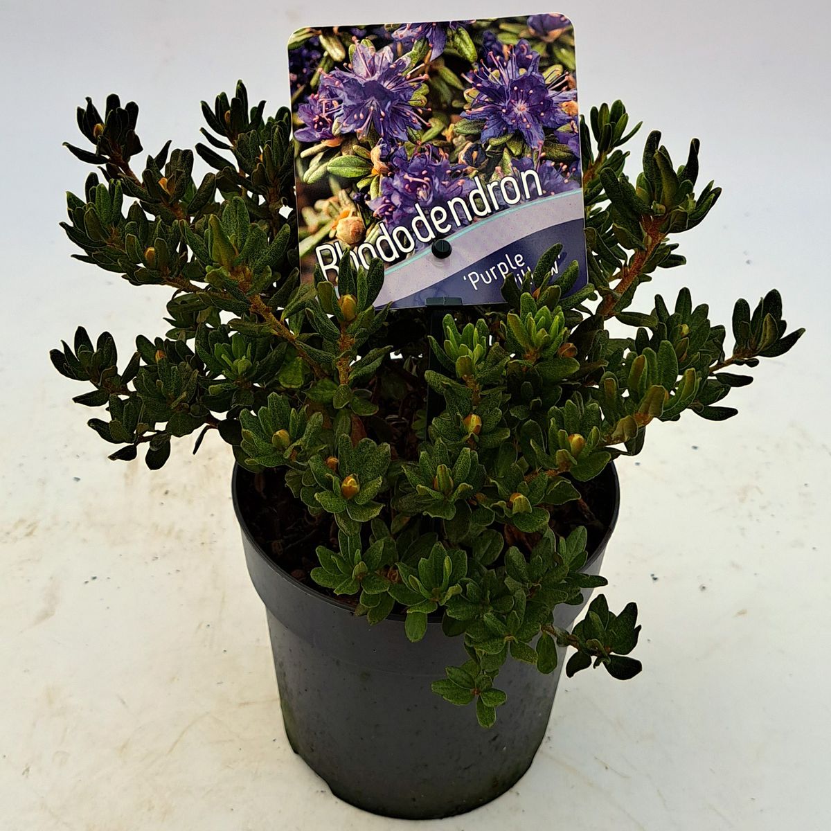 Rhododendron 'Purpurkissen'  Pflanzengrohandel FlorAccess