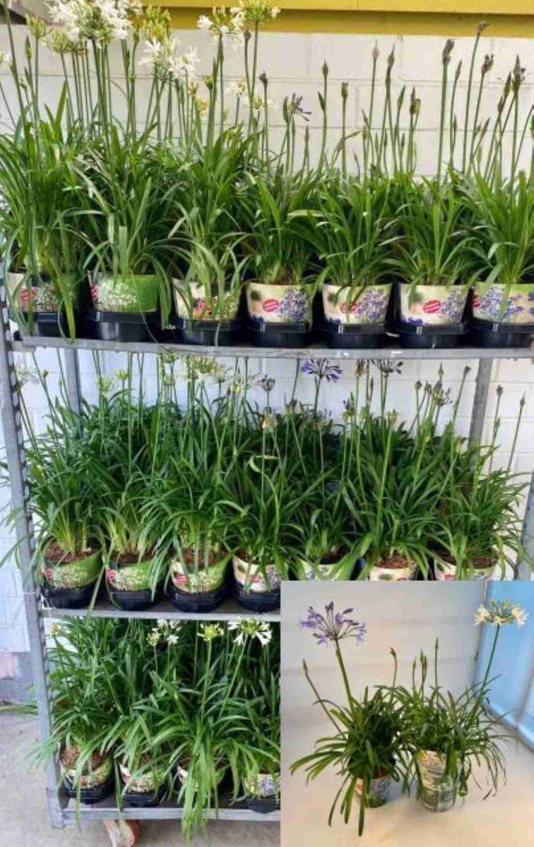 Agapanthus SUMMER LOVE BLUE — Plant Wholesale FlorAccess