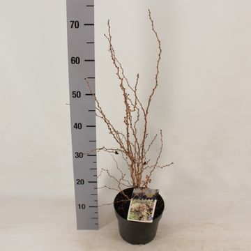 Prunus incisa 'Койоу-ноу-май'