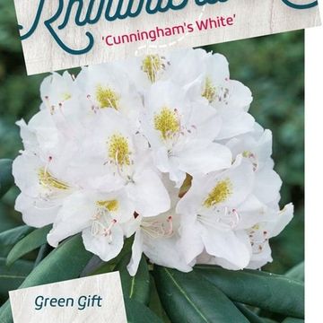 Rhododendron 'Cunningham's White'