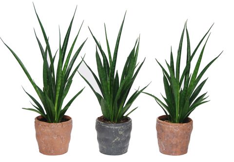 Sansevieria kirkii FRIENDS