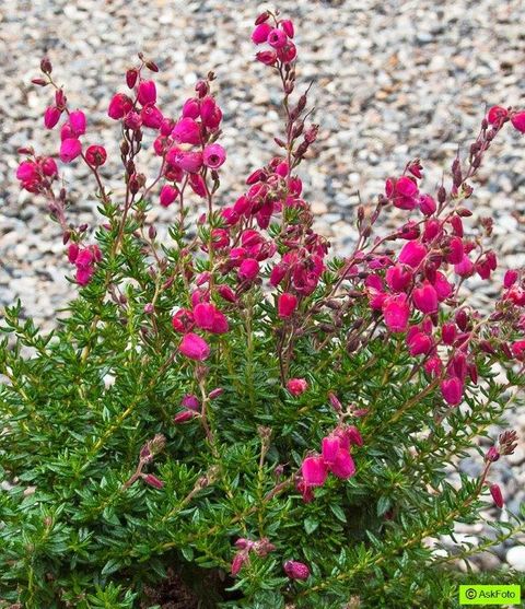 Daboecia cantabrica 'Angelina'