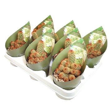 Mammillaria elongata rubra