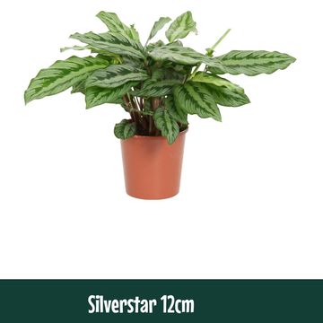 Calathea 'Silverstar'