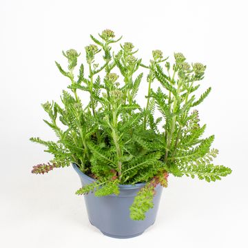 Achillea millefolium MIX