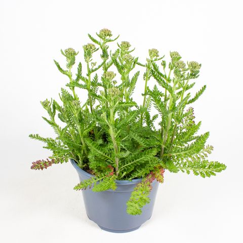 Achillea millefolium MIX