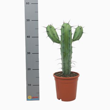 Myrtillocactus geometrizans