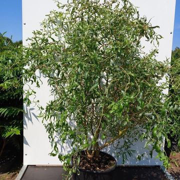 Salix 'Erythroflexuosa'
