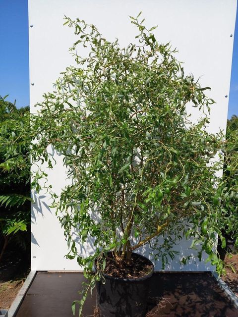 Salix 'Erythroflexuosa'
