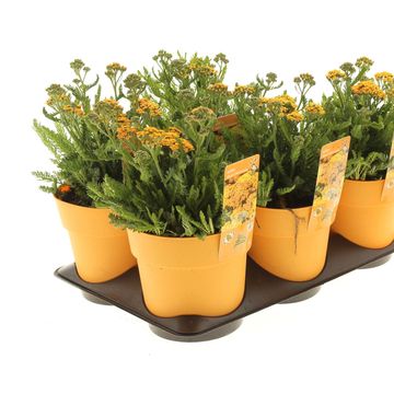 Achillea millefolium MILLY ROCK YELLOW TERRACOTTA