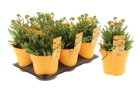 Achillea millefolium MILLY ROCK YELLOW TERRACOTTA