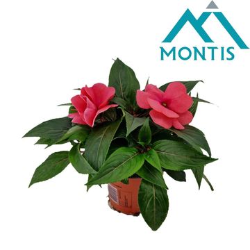 Impatiens NEW GUINEA 'Salmon Pink'