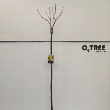 Catalpa bignonioides 'Aurea'