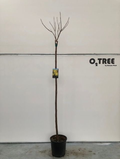 Catalpa bignonioides 'Aurea'