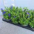 Gentiana 'Diana'