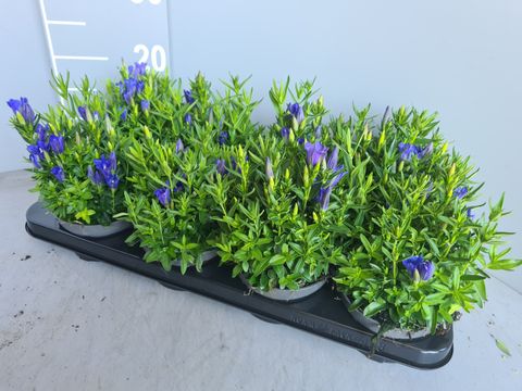 Gentiana 'Diana'