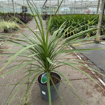 Cordyline australis 'Atlantic Green'