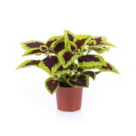 Plectranthus scutellarioides 'Alligator Alley'