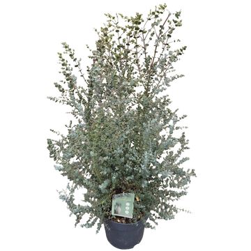 Eucalyptus gunnii AZURA