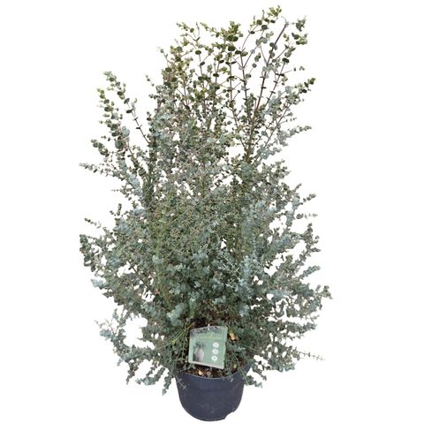 Eucalyptus gunnii AZURA