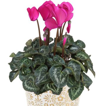 Cyclamen persicum SUPER SERIE S ALLURE MIX