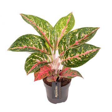 Aglaonema 'Avocado Red'