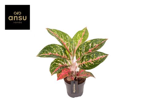 Aglaonema 'Avocado Red'