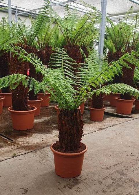 Dicksonia antarctica