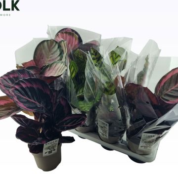 Calathea MIX