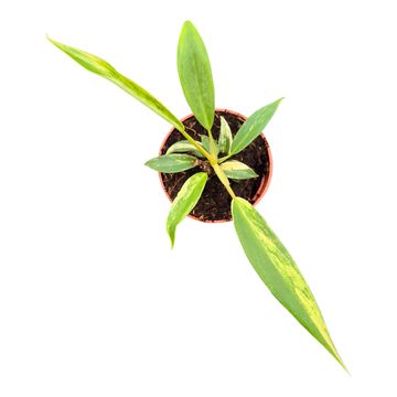 Philodendron Florida x Tortum