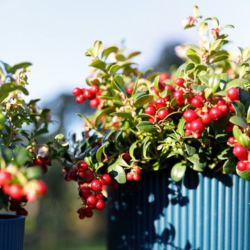 Vaccinium vitis-idaea FIREBALLS