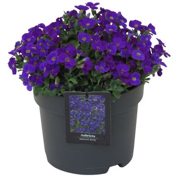 Aubrieta gracilis 'Kitte Blue'