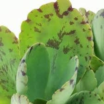 Kalanchoe marmorata