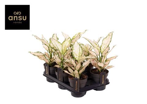 Aglaonema White Surprise