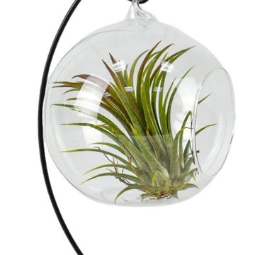 Tillandsia MIX