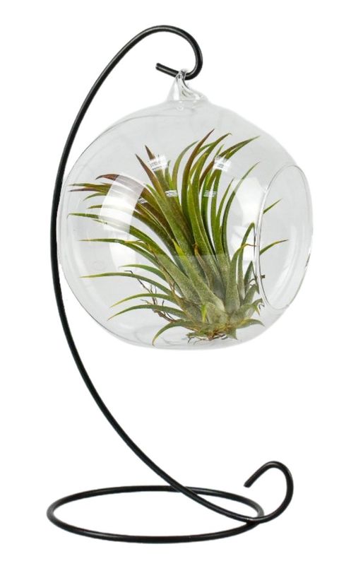 Tillandsia MIX