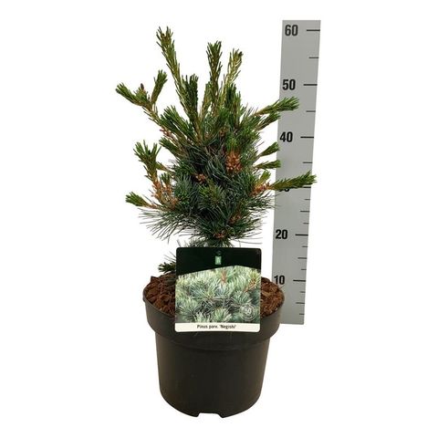 Pinus parviflora 'Tempelhof'
