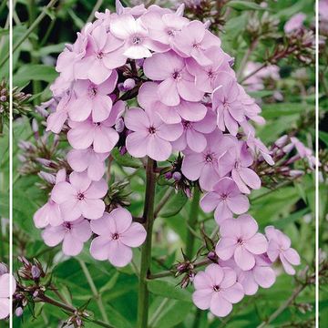 Phlox 'Ksenija'