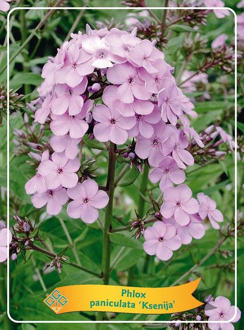 Phlox 'Ksenija'