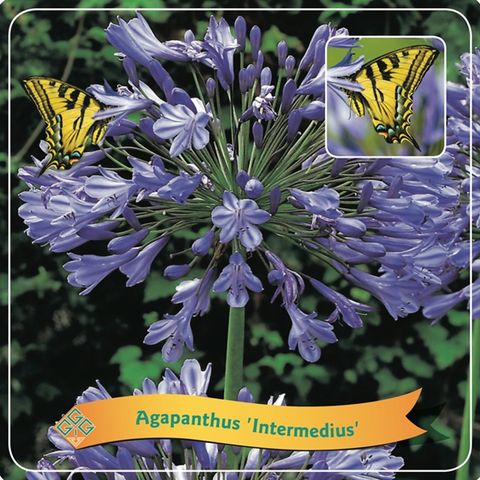 Agapanthus 'Intermedius'