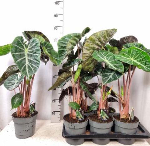 Alocasia 'Pink Dragon'