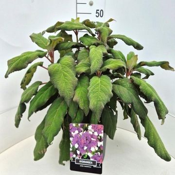 Hydrangea aspera sargentiana