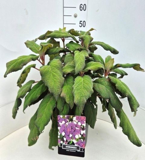 Hydrangea aspera sargentiana