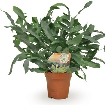 Phlebodium aureum 'Blue Star'