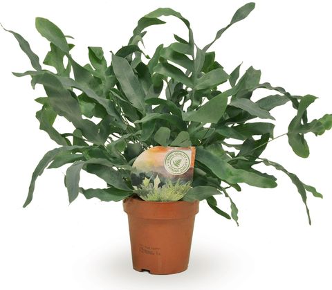 Phlebodium aureum 'Blue Star'