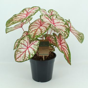 Caladium 'Tapestry'