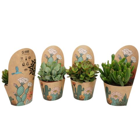 Crassula MIX