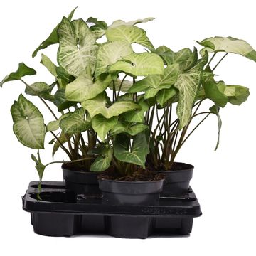 Syngonium 'White Butterfly'