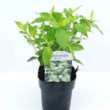 Hydrangea paniculata 'Kyushu'