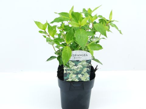 Hydrangea paniculata 'Kyushu'